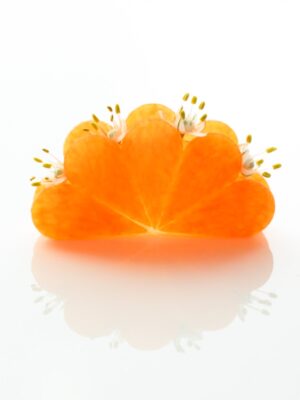 Alternative view of Cutters florist 20-30mm